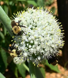 Eastern Carpenter Bees on Onion Flower