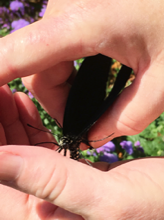 Male Pinevine Swallowtail in hand